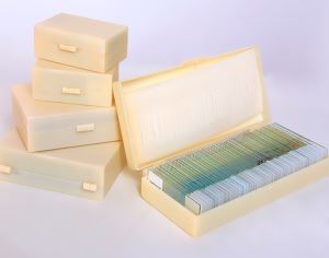 Prepared Microscope Slides in Wooden Box