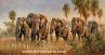 Classical Elephant Animal Oil Painting