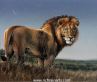 Lion Animal Oil Painting Reproduction