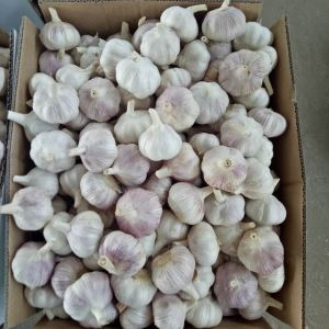 China's Garlic Direct Supply To Russia