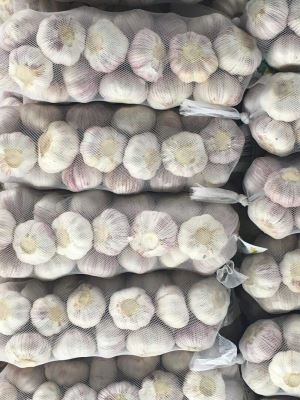 Factory direct supply of garlic