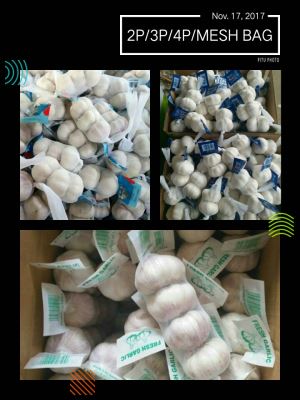 Fresh Garlic in 3p Net Bag