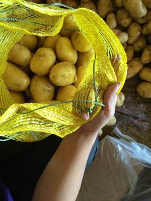Fresh Potato in 10kg Mesh Bag