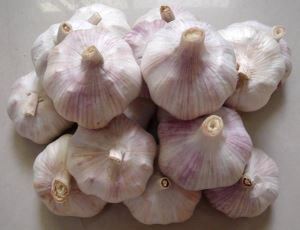 New Natural Normal White Garlic Fresh Purple Garlic China Normal Garlic