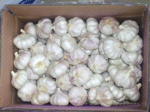 Normal White Garlic in Carton