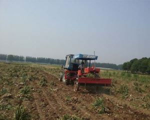 Trailed Garlic Harvester