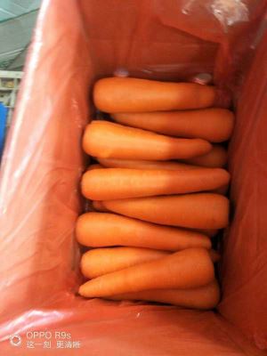 Bulk Fresh Carrot