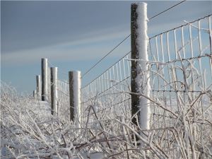 Galvanized Steel Wire Field Fence